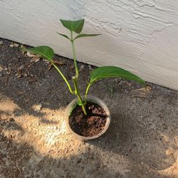 pepino melon/ginseng fruit 人参果 in 5”pot