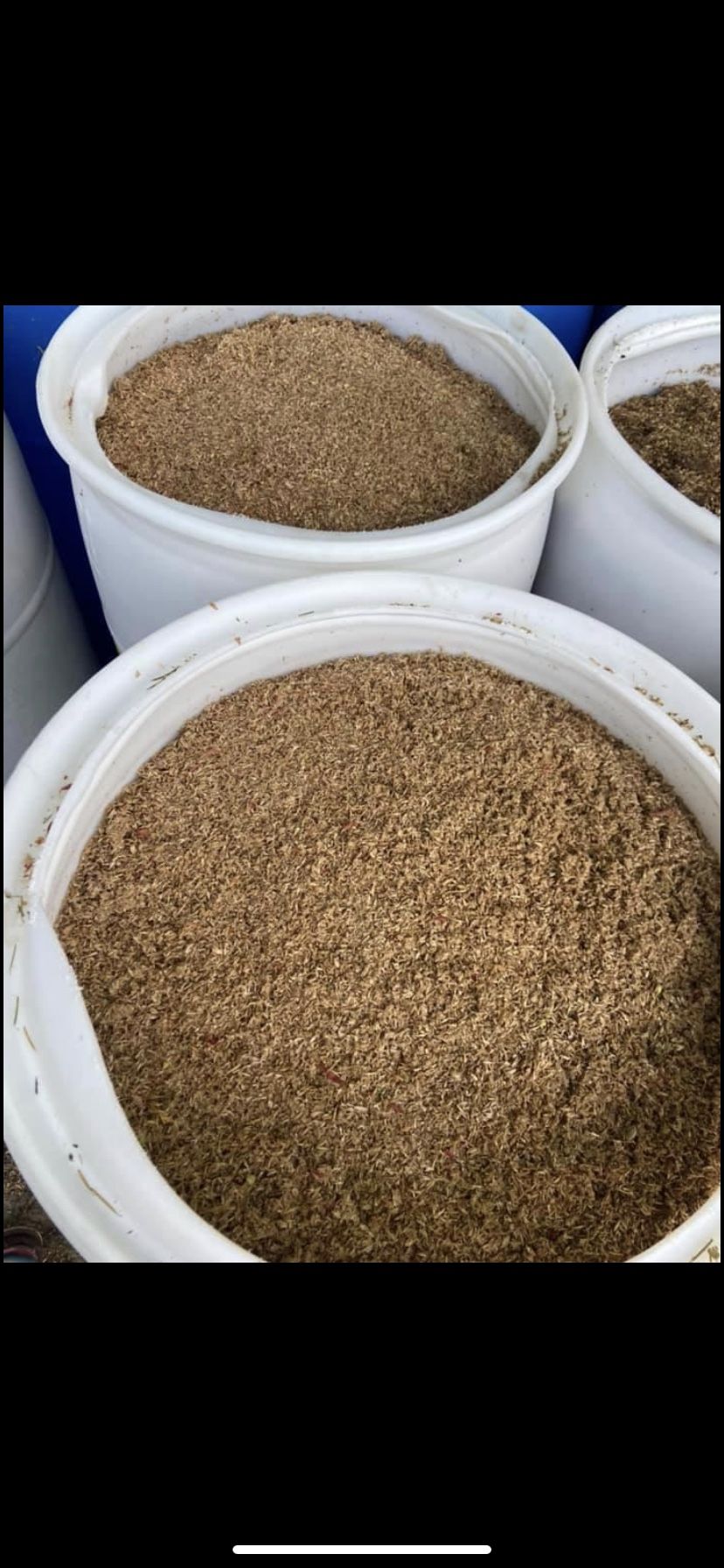 Wet Barley Livestock Feed