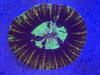 Scoly Coral