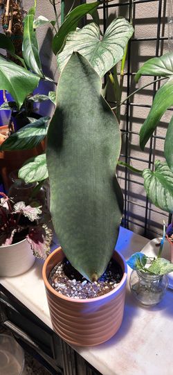 Whale Fin Snake Plant (Sansevieria)