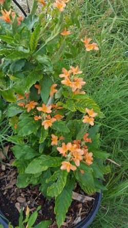 Tropical crossandra kanakambaram blooming plant