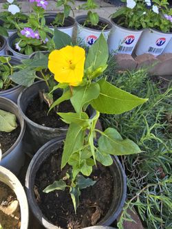 For O clock Plant