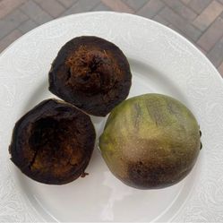 Black Sapote/ Sapote Negro 