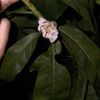 Sunland Discount Plants