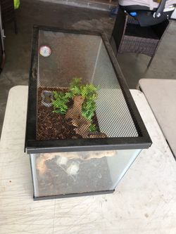 Glass Reptile Terrarium with Screen Lid