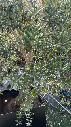 Olivo tree