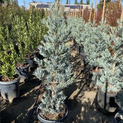Podocarpus Icee Blue Hedge