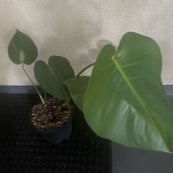 Medium size Monstera 5.00