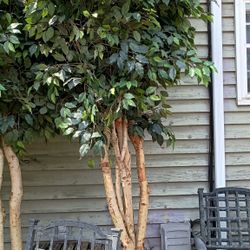 Two Fake 12ft Decor Trees