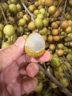 Organic longan fruit big fruit 6$/lb