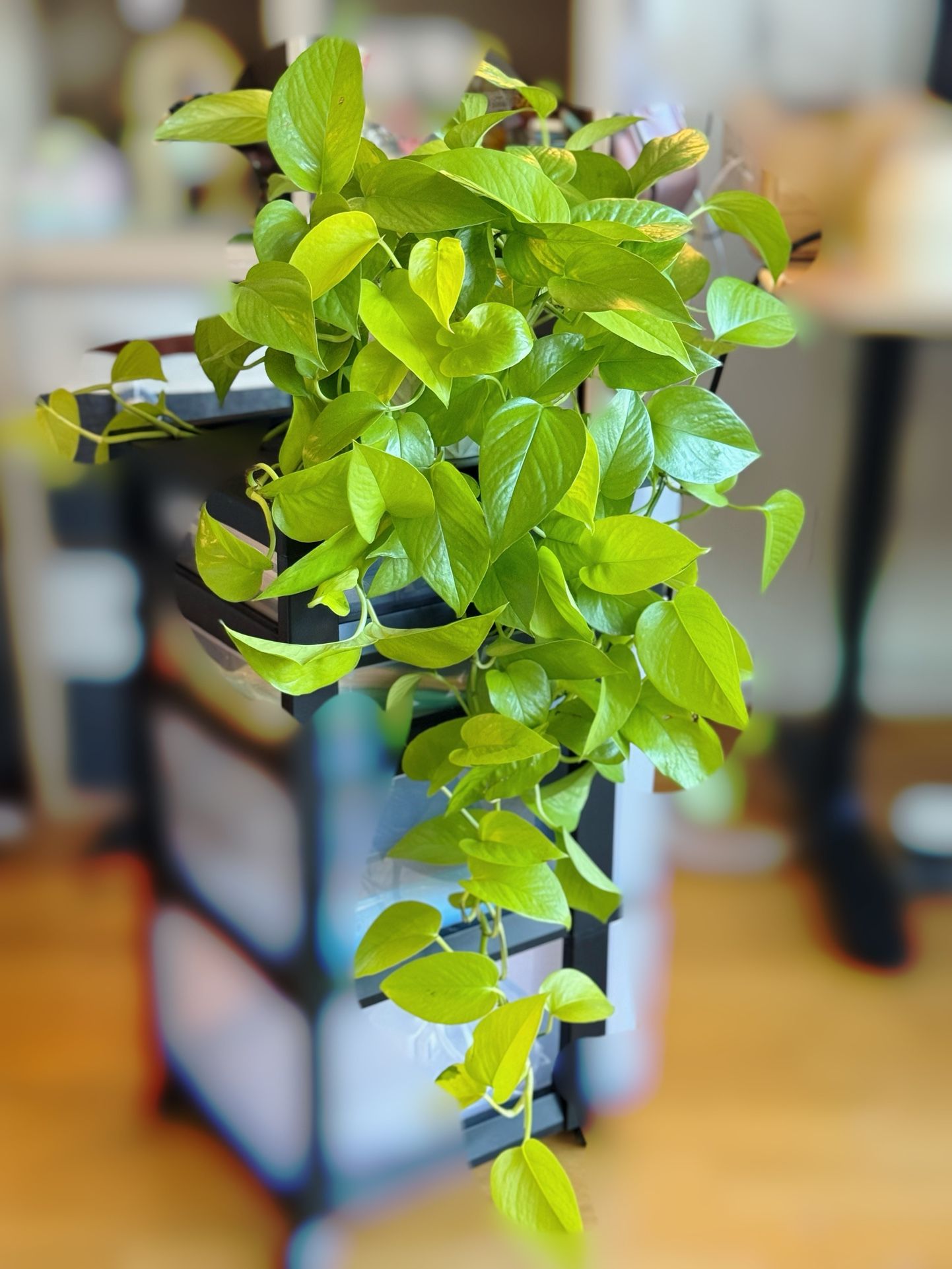 Epipremnum aureum ‘Neon Pothos‘ plant