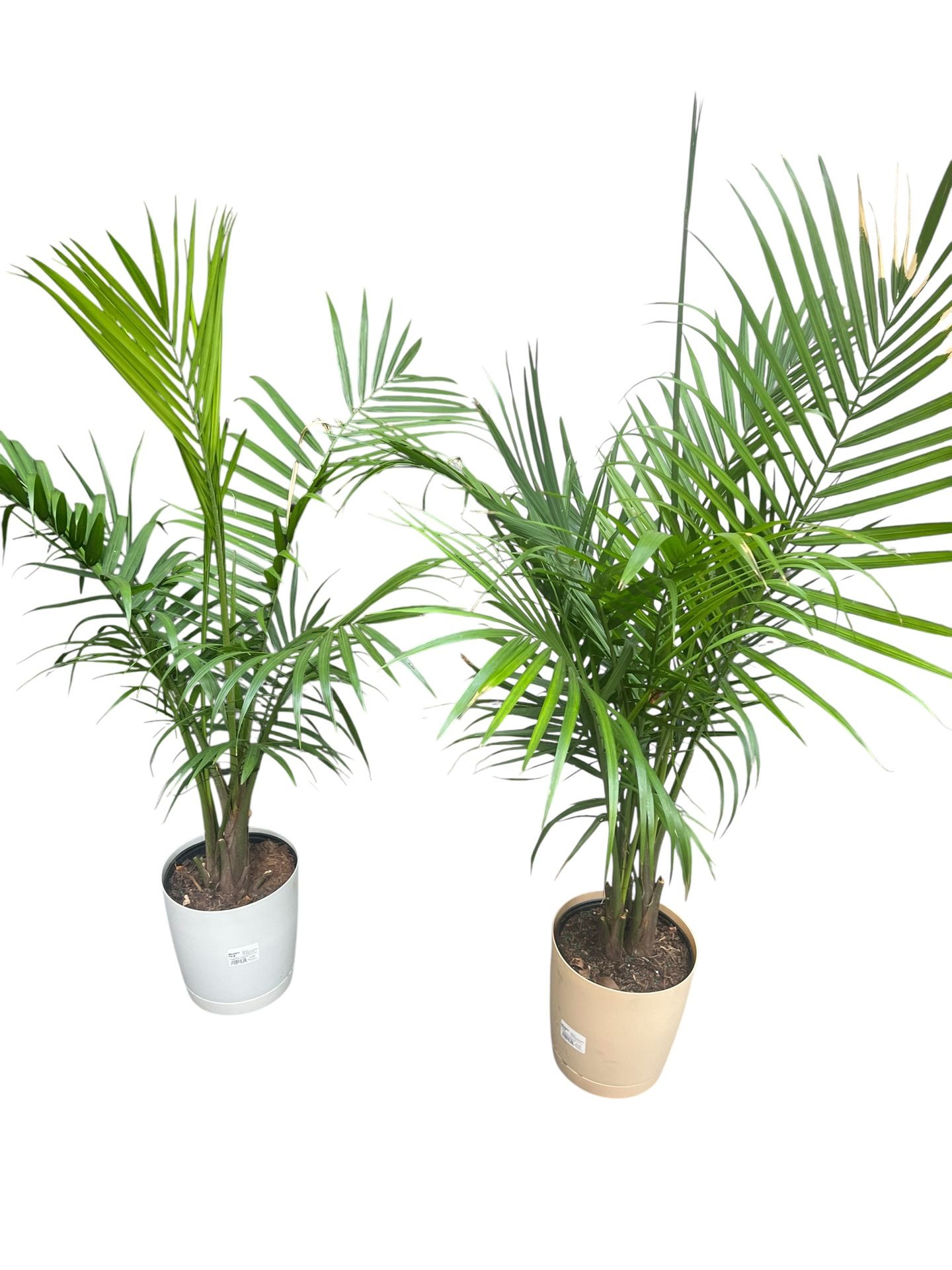 Paradise Palm Tree