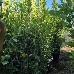 Ficus Nitida Hedge