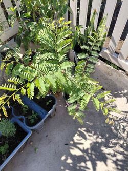 Plantas
