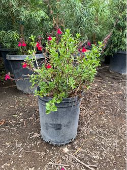 Red salvia 5 gal