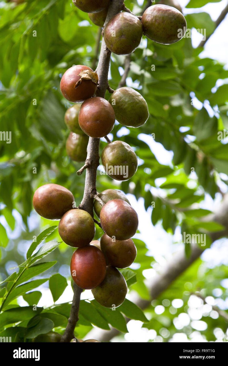 Árboles De Jocote O Ciruela Mexicana