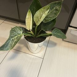 Houseplant Philodendron Birkin In Silver Pot