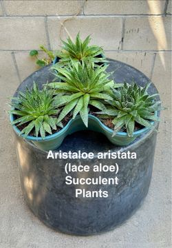 Aristata- Lace Aloe Species Succulents