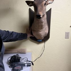 Bucky The Talking And Signing Deer Head