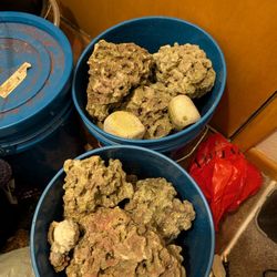 Live Rock For Saltwater Aquariums 