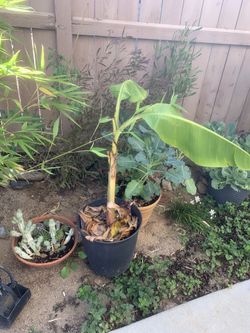 Banana Tree 