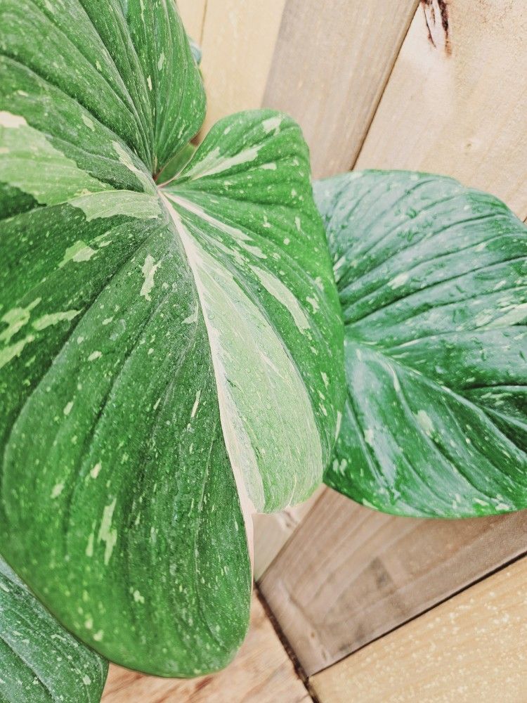 LIVE PLANT 2ft Homalomena Rubescens Variegated Variegata