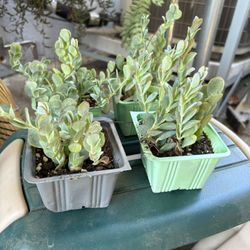  Kalanchoe marnieriana Succulents $3 Each 