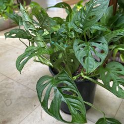 Monstera Plants Live Indoors, Swiss Cheese Plants