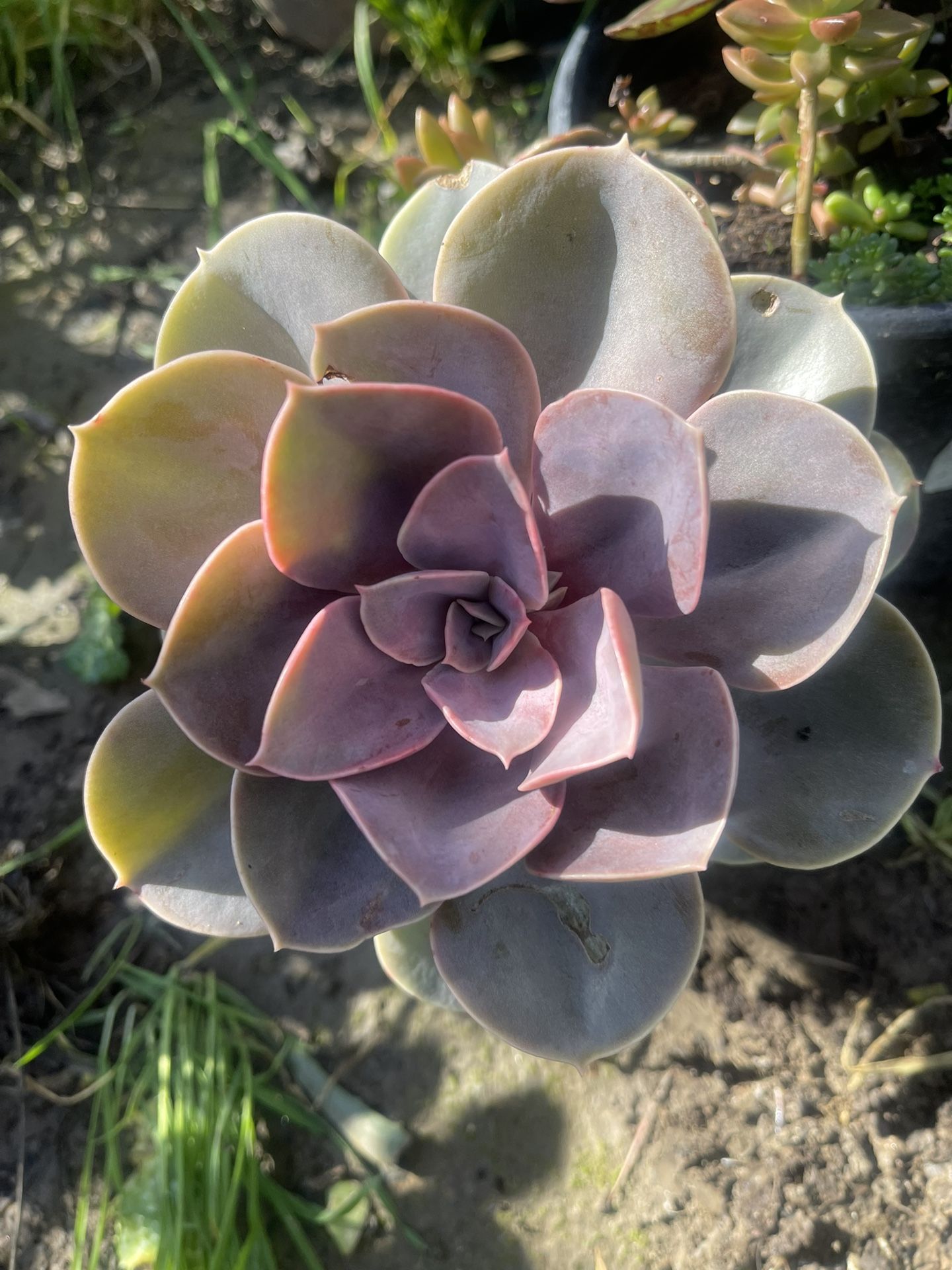 Succulent Plant