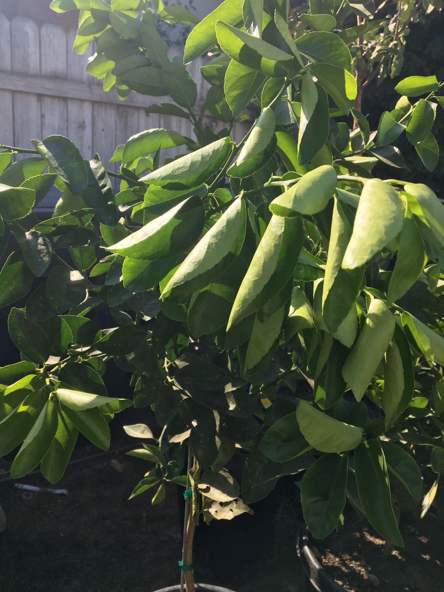 Bearss lime 15 galones