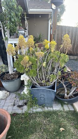 Large potted succulent.