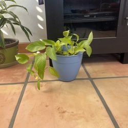 Plant In Plastic Planter