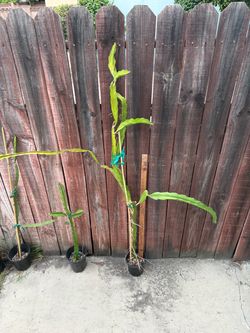 AX dragonfruit plant-around 5ft
