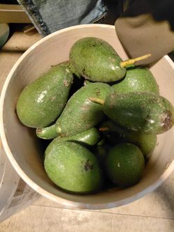 Aguacates
