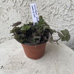 3 Inch Pot Succulent Plant- Callisia Repens - Gold Mini - Miniature Wandering Dude - Rooted & Established - Drought Resistant - 🪴