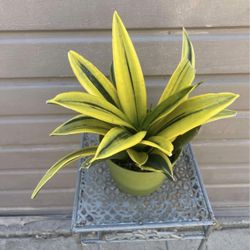 6” Sansiveria Gold Flame