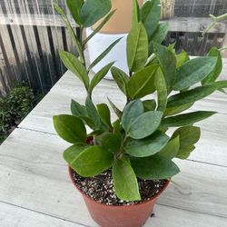 Zz Plants