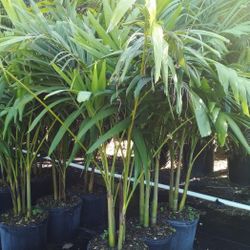 WEEKEND SALE!   CHRISTMAS PALM IN 7 GALLONS ABOUT 5' WITH MULTIPLE TRUNK FOR ONLY $30 ONLY A FEW LEFT! 