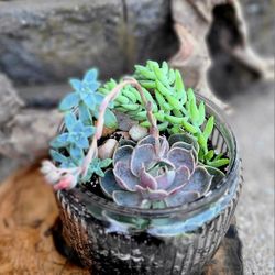Blooming Echeveria Succulent Terrarium With Donkey Tail 