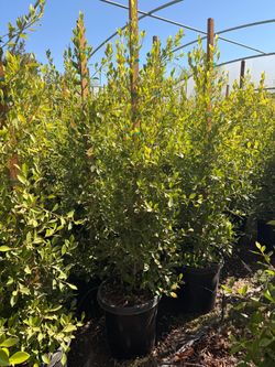Indian Laurel ficus 15 gal