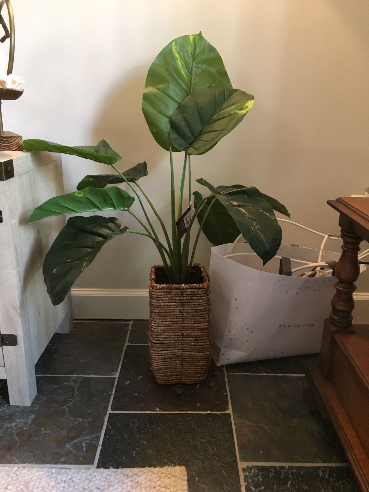 Two decorative plants