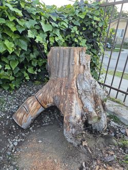 Tree Trunk