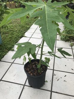 Papaya tree.