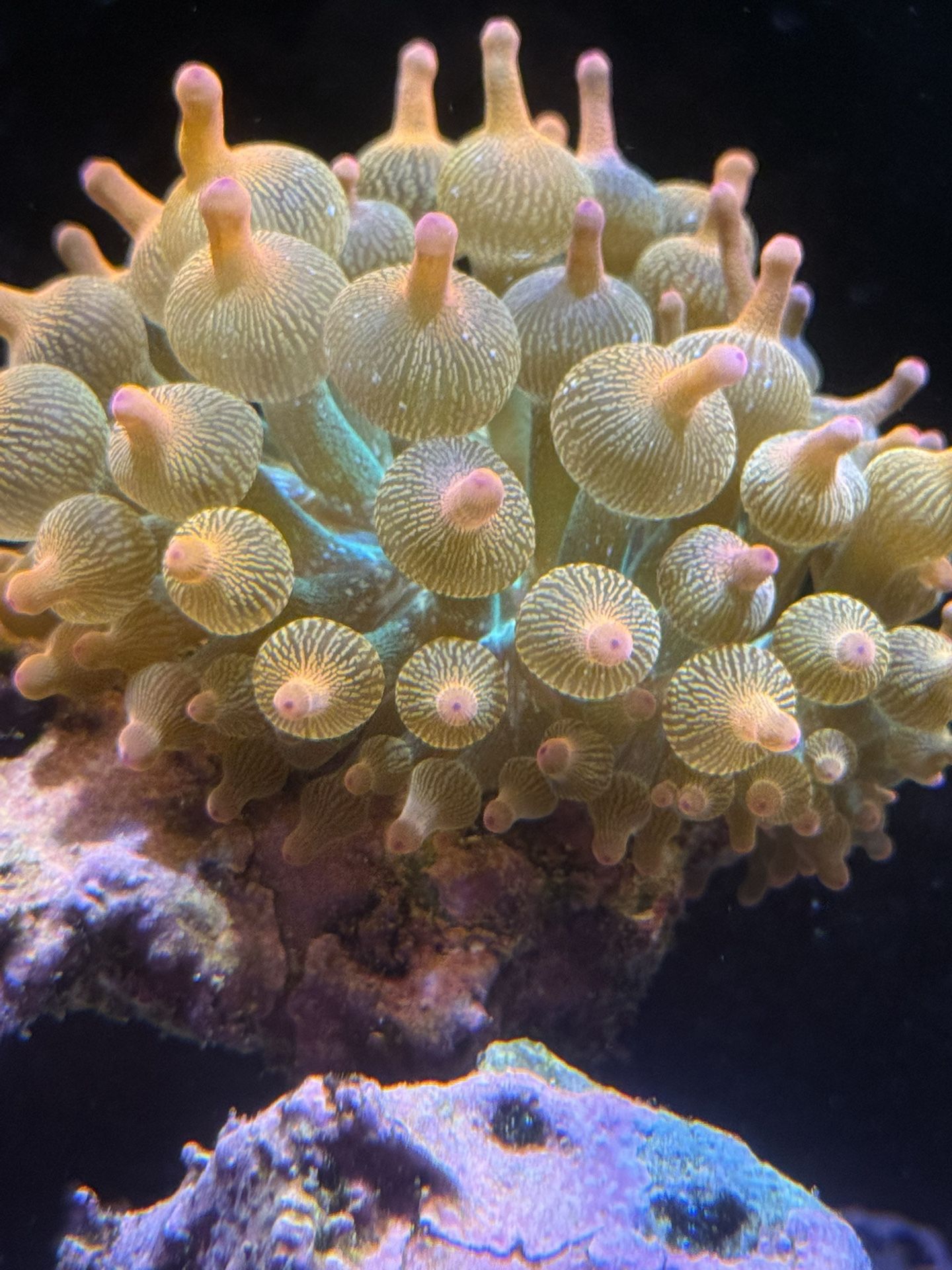 RBTA