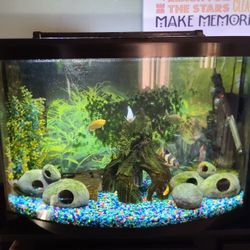 37 Gallon Fish Tank Aquarium (Includes Fish/Plants/Filter/Heater)