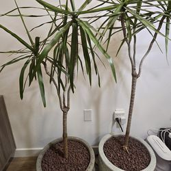 2 Madagascar Dragon Tree (Dracaena marginata) in nice pots