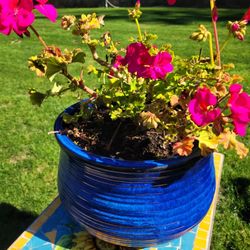 Large Blue Pot W I th Geranium 