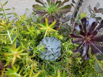 Succulent Plant