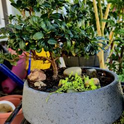 4 Yr Old Bonsai Tree