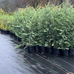 Leland Cypress in 3 gallon pots  4 1/2 To 5 Feet Tall, ready to plant